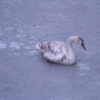 Frozen river Skipton