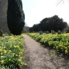Morningthorpe Church Pathway