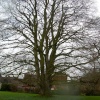 Old tree in Abbey grounds