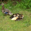 Was this little duck adopted?