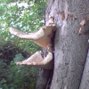 Fungus