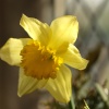 Daffodil inside St Mary's Church, Chesterton, Oxon.