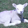 Lamb at Redlingfield