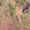 Savernake