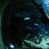 Bournemouth Oceanarium