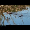 Ducklings at Hornsea Mere