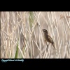 Reed Warbler seen in the reeds near the Humber Bridge