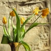 Tulips inside St Nicholas' Church, Little Horwood, Bucks