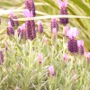 plain lavender