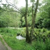 Through the Water Meadow