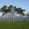 Trees on Guard.