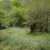 Bluebells at Spitchwick.