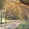 The Avenue, Badbury Rings, Near Wimborne Dorset, Postcard