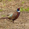 Pheasant