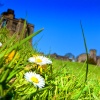 Daisies