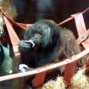 Orang  dining