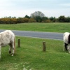 New  Forest  ponies
