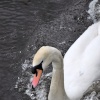 Speeding Swan