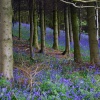 Bluebell woods at Clent