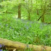 Bluebells