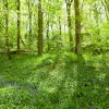 Bluebells