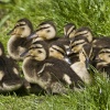 Ducklings on the Coventry Canal