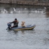 Sea dog