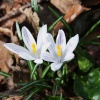 Crocus's in Normanston Park