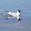 Black Headed Gull