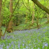 Bluebells