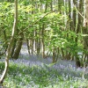 Bluebells