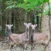 Sika Deer