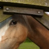 Shy horse
