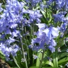 Bluebells