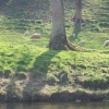 Pheasant and sheep