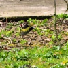 Goldfinch