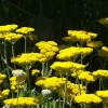 A wall of flowers