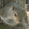 Nut's