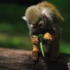 Spider Monkey