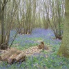 A picture of Billericay