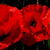 Poppies in a field at Leckhampstead, Bucks