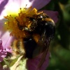 Covered in Pollen.