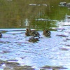 Mum and babies, awwh!