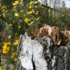 Whitmore Common, Worplesdon close up