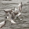 Gulls at Emsworth, Hampshire.