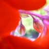 Summer bloom!
