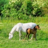 Horses near Brookhouse South Yorkshire