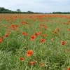 Poppies