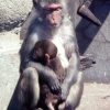 Bristol Zoo