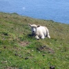 South West Coast path from Morte Point to Woolacoombe